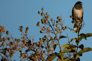 Dark Eyed Junco