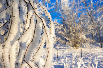 Close up at tree branches with hoarfrost in a beautiful snowy winter landscape