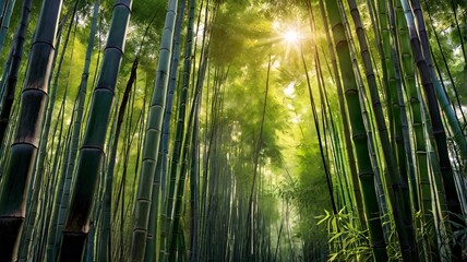 Fototapeta premium The sun shines through a dense bamboo forest.