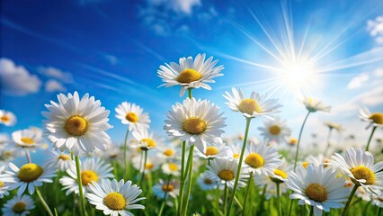 Joyful and peaceful spring landscape with daisy flowers on a blue sky background