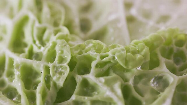 Water on green   savoy cabbage