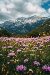 Fototapeta premium Purple Field with Mountains Background