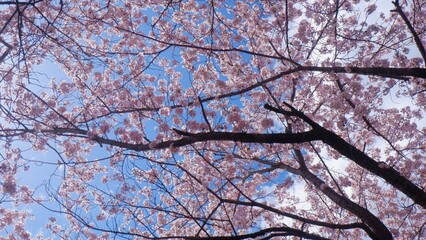 Full frame of pretty soft pink blooming Sakura with its branch and blue sky, Cherry blossoms background