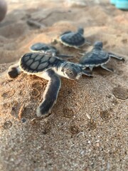 Flatback turtle hatchling