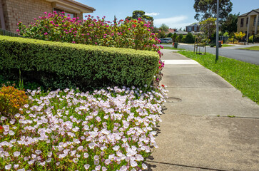 A well-manicured front yard garden of a suburban Australian home features a neatly trimmed tree...
