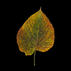 colorful autumnal poplar tree leaf isolated on black