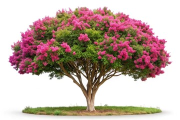 Fototapeta premium Lagerstroemia indica Jupiter tree Crespon