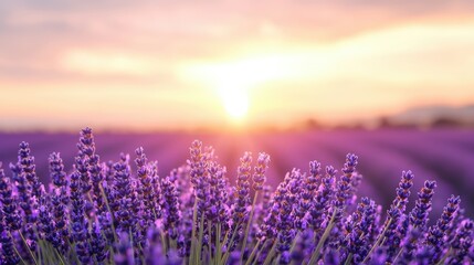 Fototapeta premium A serene lavender field blooms under a soft sunset, casting a warm golden hue across the landscape, creating a peaceful and picturesque scene.