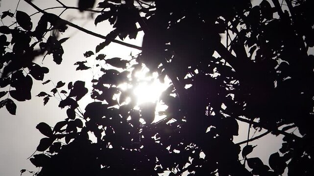 sun silhouette