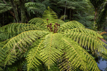 Shot of punga ferns in tropical rainforest, New Zealand 