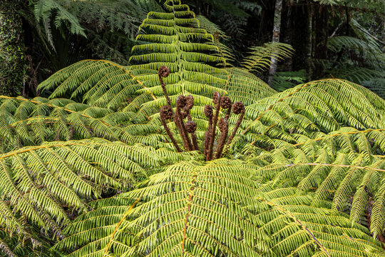 Shot of punga ferns in tropical rainforest, New Zealand 