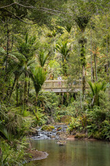 Man standing on a wooden bridge in New Zealand rainforest trail, Cascades Kauri walk
