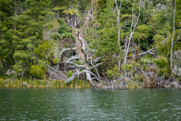 Fallen Kauri tree by a lake in New Zealand Rainforest