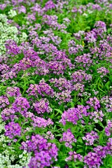 Fototapeta premium Vibrant alyssum flowers in full bloom.