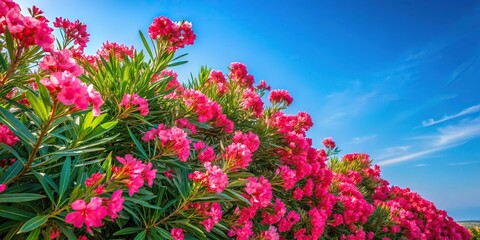 Naklejka premium Large bush of pink red oleander against blue sky