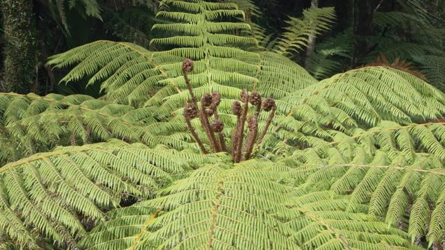Shot of punga ferns in tropical rainforest, New Zealand 