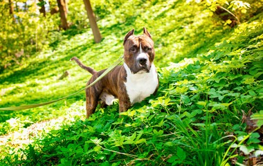 American staffordshire terrier of brown color stands in the grass on the background of the park. The dog has a muscular body. Dog training. The photo is horizontal and blurry