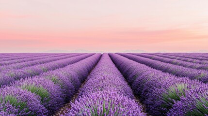 Obraz premium A beautiful lavender field stretches under a pastel sky, showcasing rows of purple blooms that create a serene and picturesque landscape.