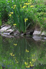 Yellow irises reflecting in a pond