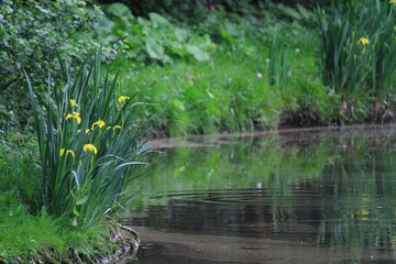 Yellow Irises by a Tranquil Pond
