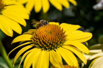 Bee peaking over yellow flowe