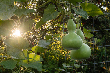 Two green bottleneck gourds growing in arbor, backlit at sunset