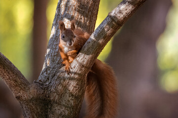 A red fluffy squirrel sits on the branch