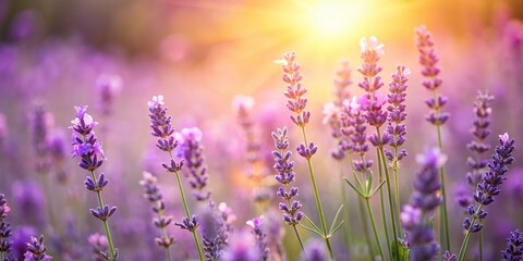 Obraz premium Lavender flowers in soft focus pastel colors with blurred background silhouette