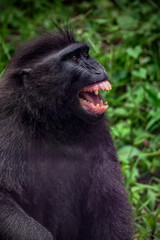 Celebes crested macaque (Macaca nigra), aka the black ape