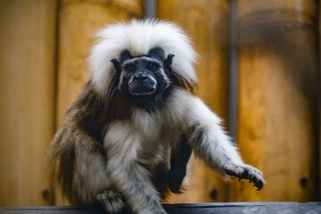 Portrait of cotton top tamarin