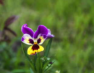 Fototapeta premium Vibrant purple and yellow pansies blooming in a lush green garden in spring.