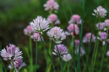 Bright flowers of chives, on a background of green grass.