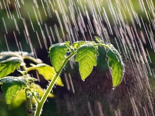 tomato plant in the rain