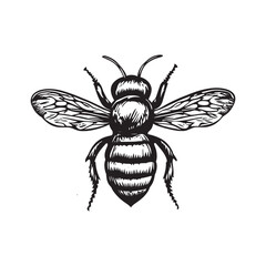 Obraz premium Vintage Illustration of a Detailed Bee Design