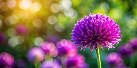 Obraz premium Close-up purple flower with blurred sunlight in background