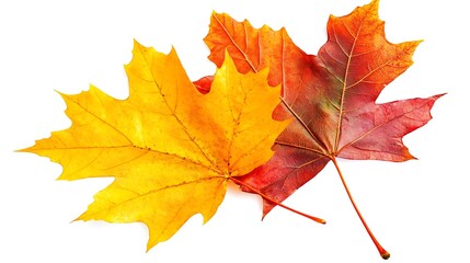Obraz premium Single Autumn Maple Leaf