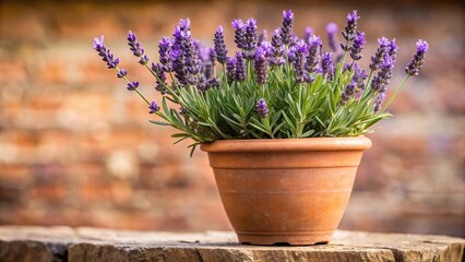 Obraz premium Close-up shot of lavender plant in terracotta pot on window sill