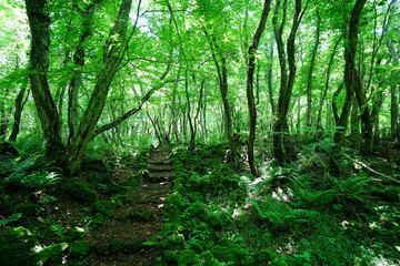refreshing spring forest and fine path