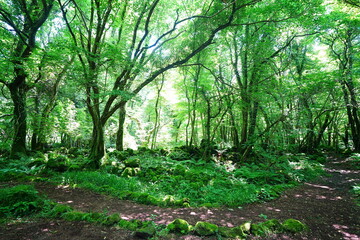 Fototapeta premium mossy rocks and old trees in wild forest
