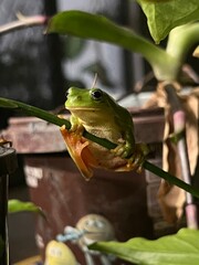 Green tree frog