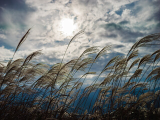 Obraz premium 空の下のすすきと秋の自然風景 徳島県 塩塚高原