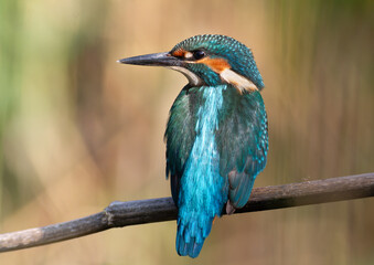 Common kingfisher, Alcedo atthis. A beautiful bird sits on a branch