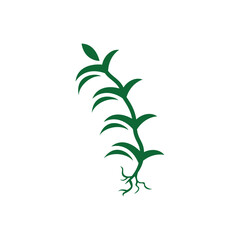 plant with roots illustration icon vector