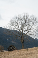 A solitary, weathered cabin beneath a leafless tree in a tranquil meadow surrounded by mountains on...