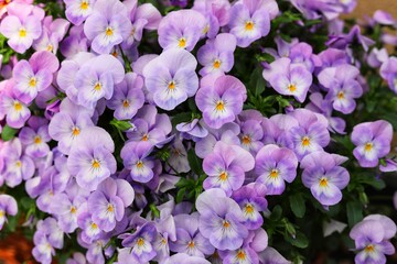 Violet pansy flowers. Pansies in the garden, close up.