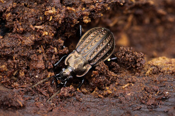Ground beetle, carabus clathratus, on the ground