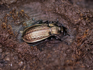 Ground beetle, carabus granulatus, on the ground
