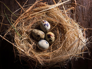 Obraz premium quail eggs in a nest