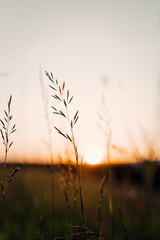 Sunset view through tall grass in a peaceful field