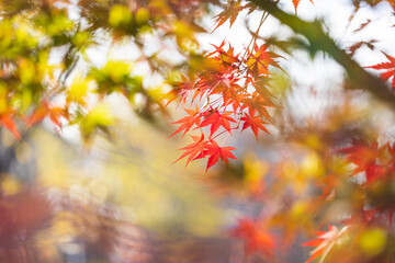 風に揺れる赤いもみじの葉
